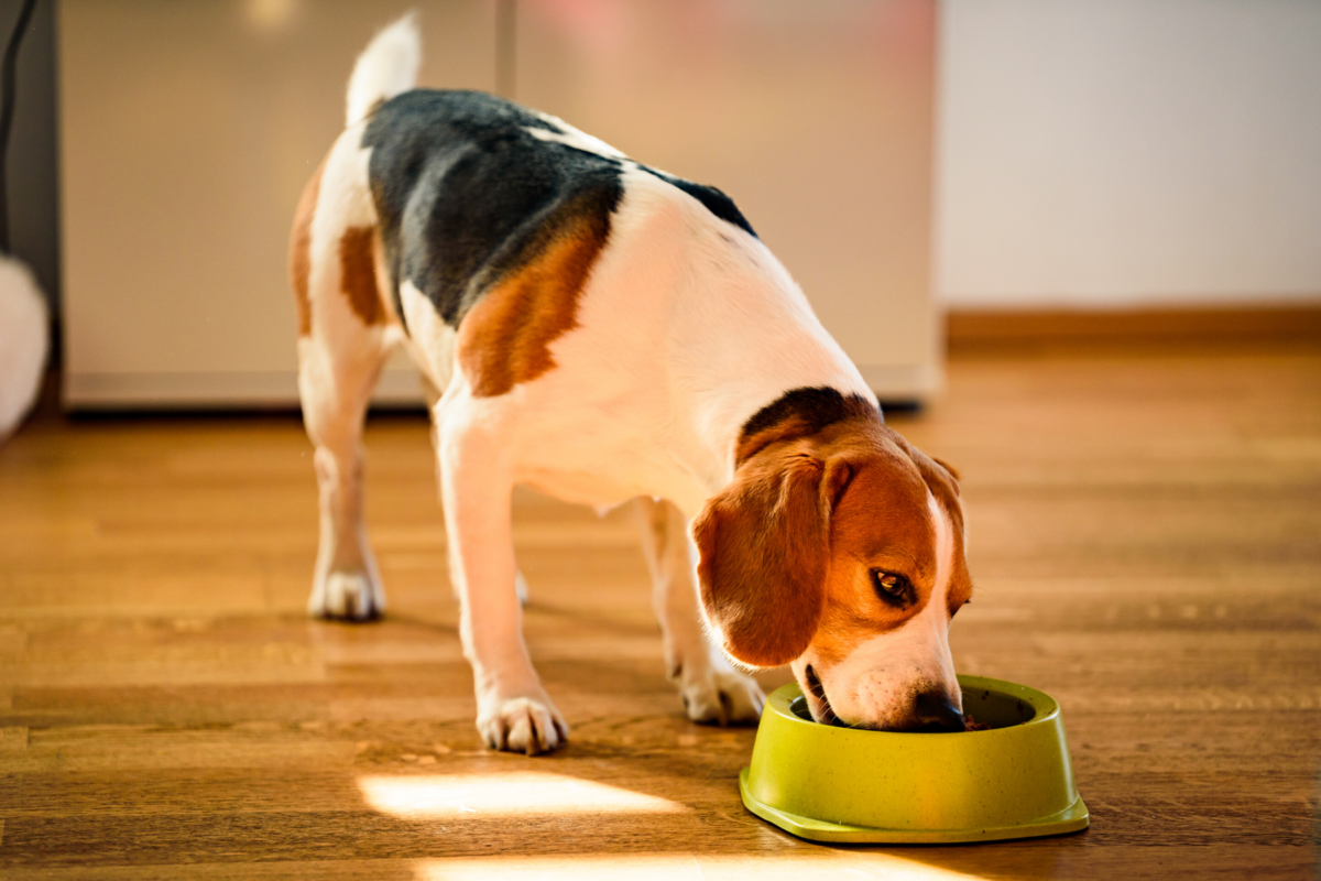 Does Dog Food Brand Really Matter